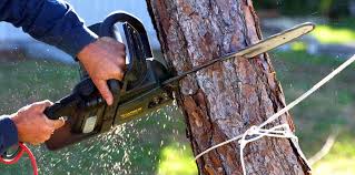 Best Hazardous Tree Removal  in Elkton, VA