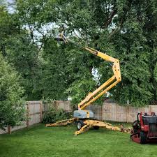 Tree and Shrub Care in Elkton, VA