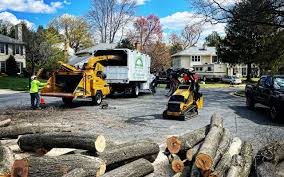 Best Leaf Removal  in Elkton, VA