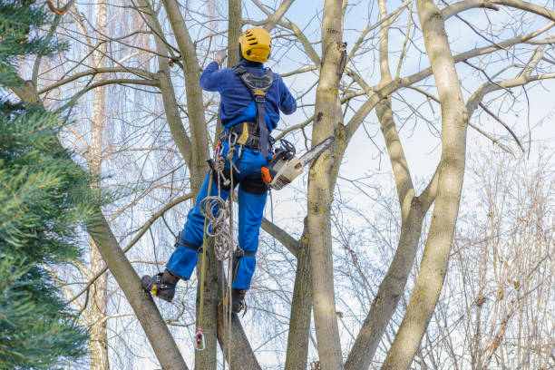 Professional Tree Care Services in Elkton, VA