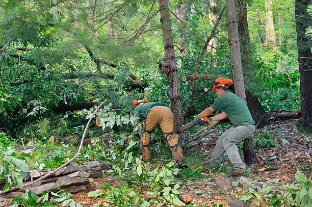 Best Commercial Tree Services  in Elkton, VA