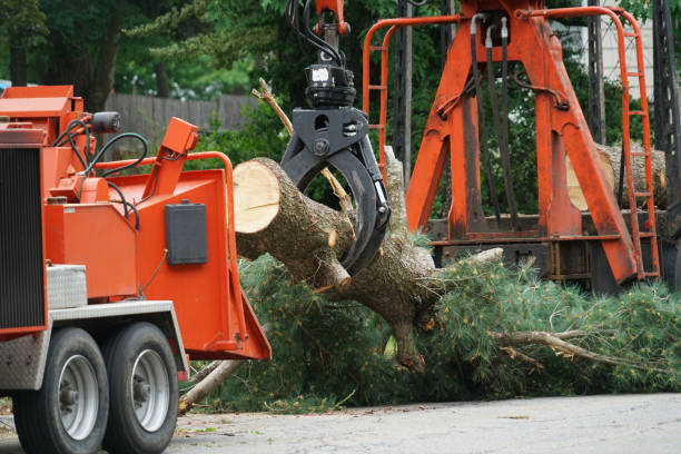 Best Stump Grinding and Removal  in Elkton, VA